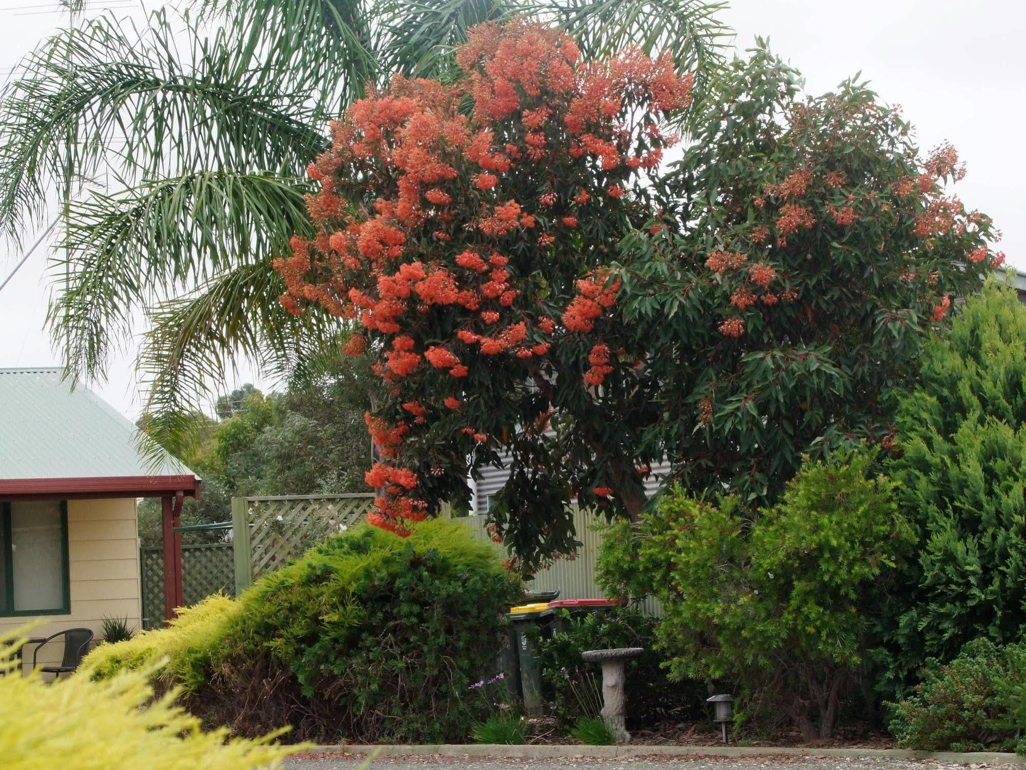 Ficifolia alojamiento Parndana Exterior foto